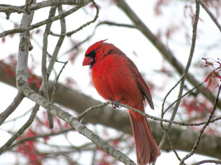 cardinal on a branch