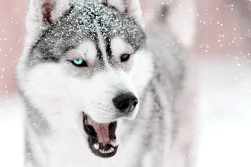 Gray dog husky saying something with mouth open outdoors. Snow falling laying on fir