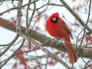 cardinal on a branch