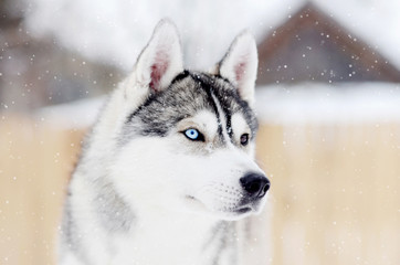 Gray husky dog standing in blizzard head portrait. Different eyes © Hyperset