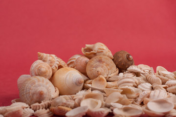 sea, shells, shore, beach, nature,natural,white,red,