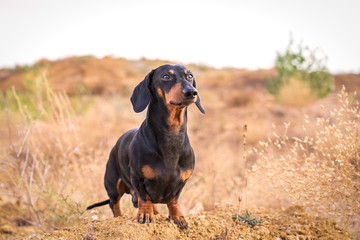 Happy dog breed dachshund, black and tan, is sitting on a large rock on a background of mountains, desert and sky