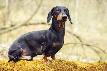 cute portrait of young dog Dachshund breeds, black and tan,  posing on a stump in the moss in the forest