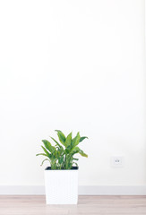 spathiphyllum flower in white room