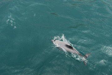 Schwimmende Delfine in Neuseeland © Claudia