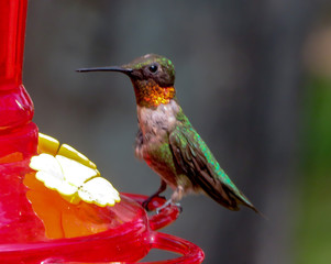 hummingbird