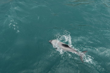 Schwimmende Delfine in Neuseeland © Claudia