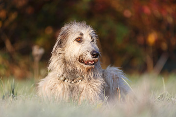 Irischer Wolfshund in der Morgenkälte