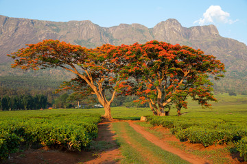 Cultivation of tea in the south of Malawi
