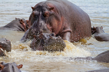 Hippo couple making love in a hippopool in the Serengeti National Park in Tanzania
