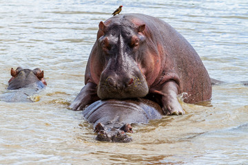 Hippo couple making love in a hippopool in the Serengeti National Park in Tanzania