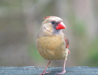 female northern cardinal in winter