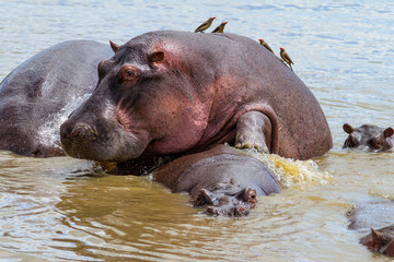 Hippo couple making love in a hippopool in the Serengeti National Park in Tanzania