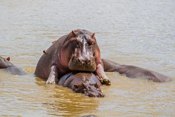 Fototapeta na wymiar Hippo couple making love in a hippopool in the Serengeti National Park in Tanzania