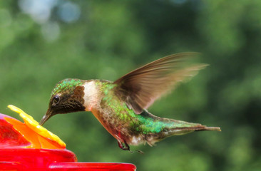 Fototapeta premium hummingbird in flight