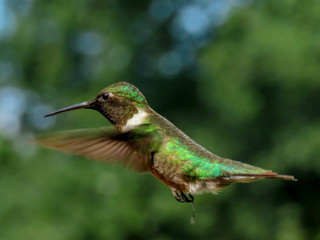 Fototapeta premium hummingbird in flight