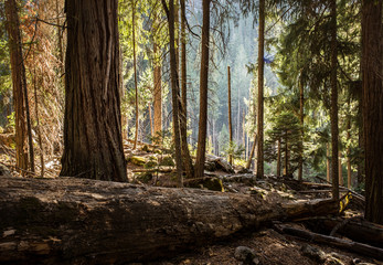 Obraz premium forest in autumn