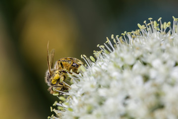 Abeille butine carotte