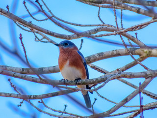 bird on a branch