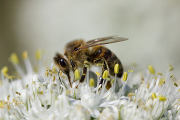 abeille butine carotte