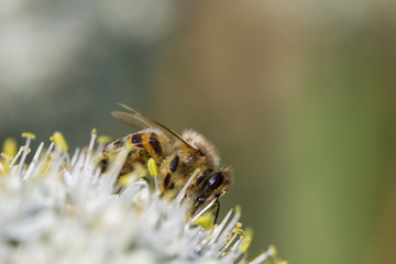 abeille fleur carotte