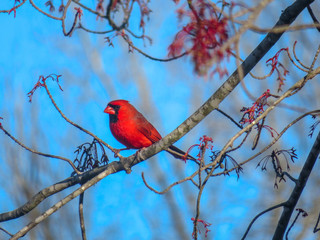 northern cardinal on a branch