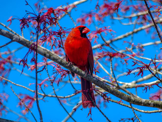 northern cardinal on a branch