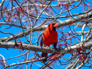 red bird on a branch