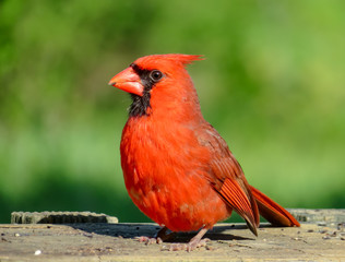 red cardinal