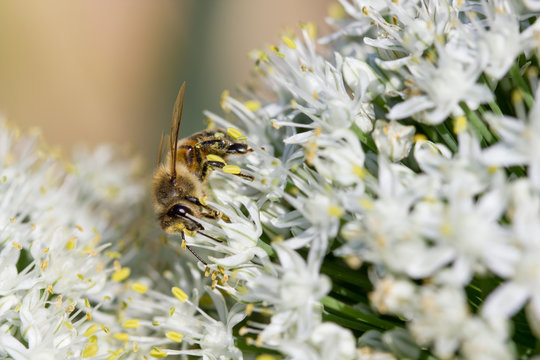 abeille fleur blanche soleil