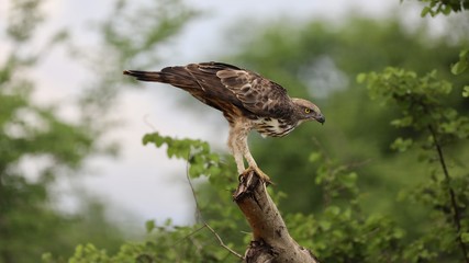 SriLanka Around Travel 2018