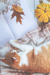 Red white cat sleep on plaid, pumpkin, autumn leaves, notepad. Autumn winter beautiful background