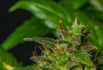 Auto flower small variety of color green dark nice marijuana