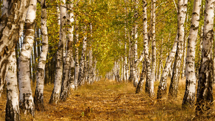 Aspen forest in autumn