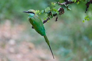 SriLanka Around Travel 2018