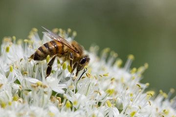 abeille sur fleur blanche