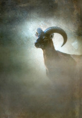 Mouflon ram in mist. Old master painting style.
