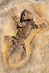 Seymouria baylorensis - cast of fossil Early Permian period © siloto