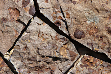 Group of Late Crustacean fossils