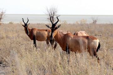 Hartebeest - Namibia