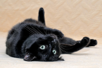 Black cat lying on his back on a plaid.