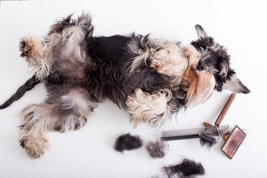 Dog with grooming equipment