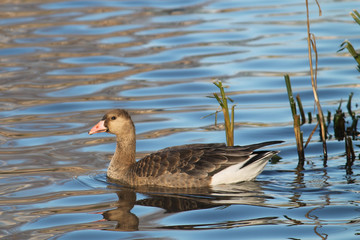 Young Greater white-fronted goose or Anser albifrons afloat