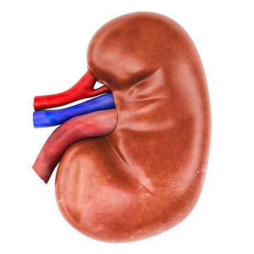 Human Kidney, 3D rendering