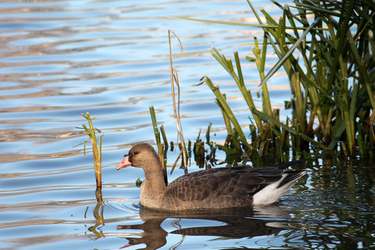 Young Greater white-fronted goose or Anser albifrons afloat