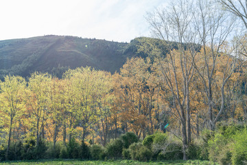 Trees in new spring growth with autumn colours