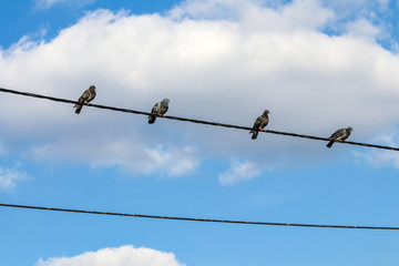Pigeon  birds on wire, blue cloudy sky. Pigeons on the Electric string.