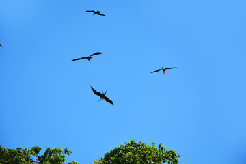 allen,america,animal,beach,beautiful,bird,birds,black,blue,colorful,cute,ecuador,fly,fregata,fregatidae,frigate,galapagos,green,holiday,island,kaan,landscape,magnificens,magnificent,male,mexico