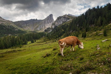 Fototapeta na wymiar Cow eating on mountain valley pasture in Italian Alps, Dolomites