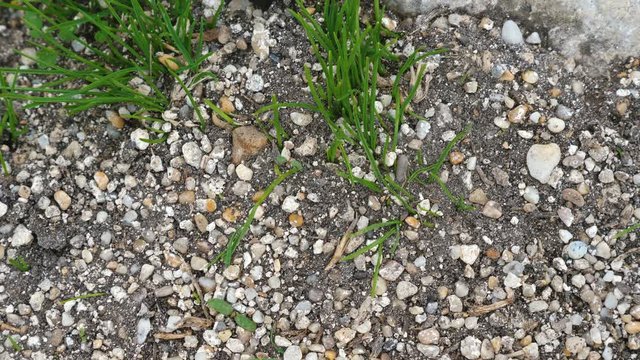 Beetle Blaps lethifera crawling on grassy and stony ground.